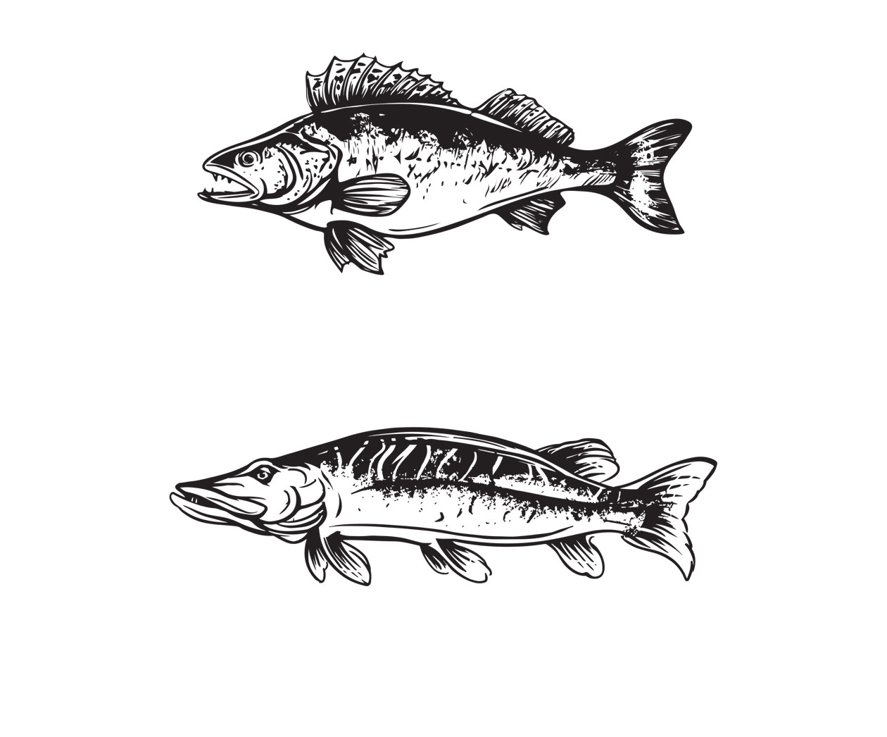 packaging Wild anf free Fish MAISON D'IDÉE